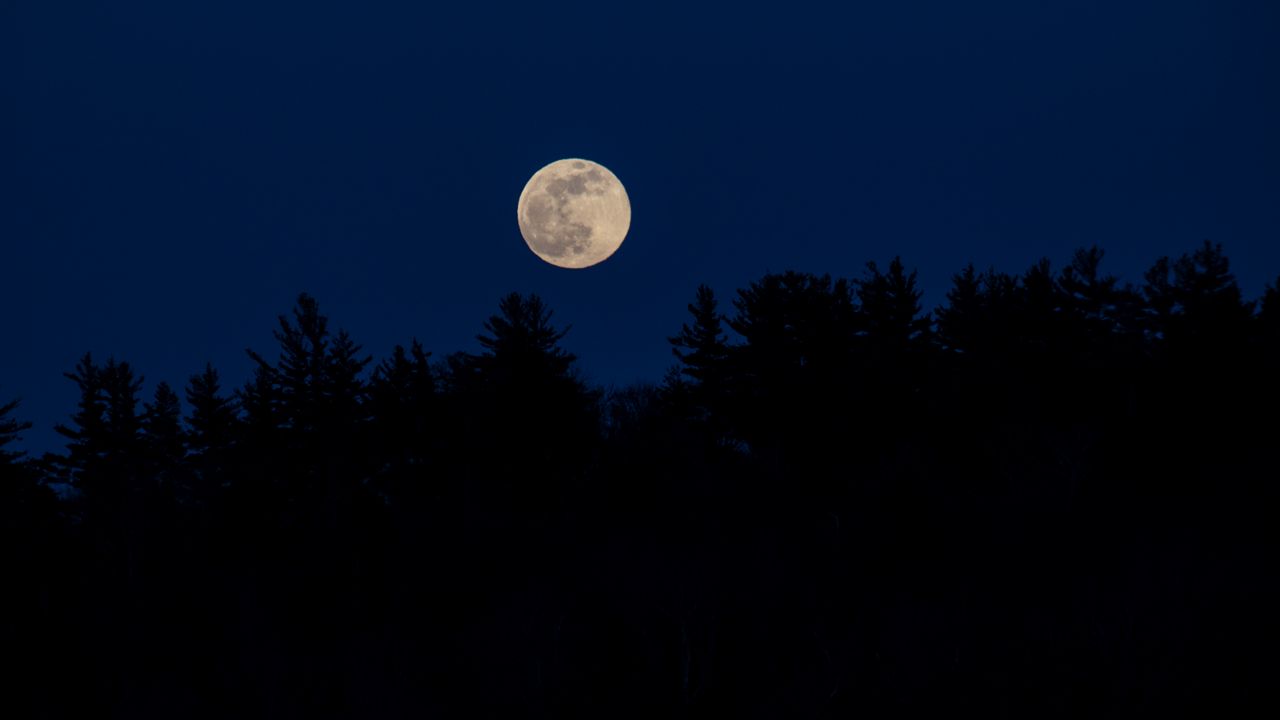 Wallpaper moon, full moon, trees, silhouettes, night, dark