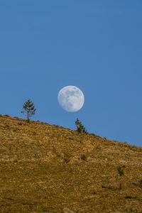 Preview wallpaper moon, hill, trees, full moon