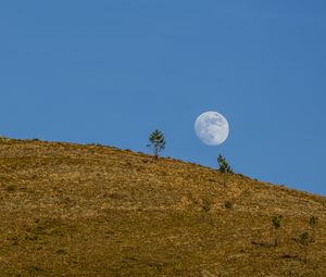 Preview wallpaper moon, hill, trees, full moon