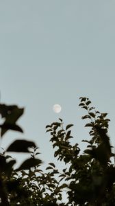 Preview wallpaper moon, leaves, branches, evening