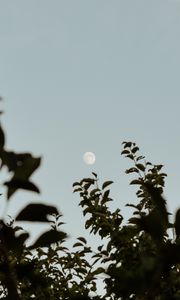 Preview wallpaper moon, leaves, branches, evening