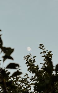 Preview wallpaper moon, leaves, branches, evening