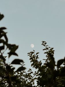 Preview wallpaper moon, leaves, branches, evening