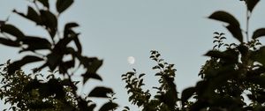 Preview wallpaper moon, leaves, branches, evening