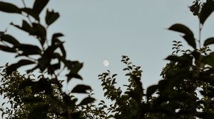 Preview wallpaper moon, leaves, branches, evening