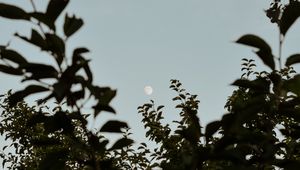 Preview wallpaper moon, leaves, branches, evening