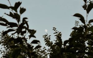 Preview wallpaper moon, leaves, branches, evening