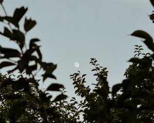 Preview wallpaper moon, leaves, branches, evening