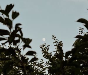 Preview wallpaper moon, leaves, branches, evening