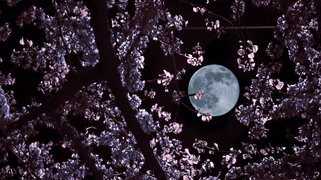 Wallpaper moon, leaves, branches, black