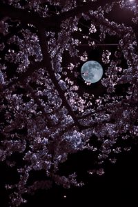 Preview wallpaper moon, leaves, branches, black