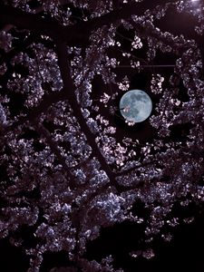 Preview wallpaper moon, leaves, branches, black