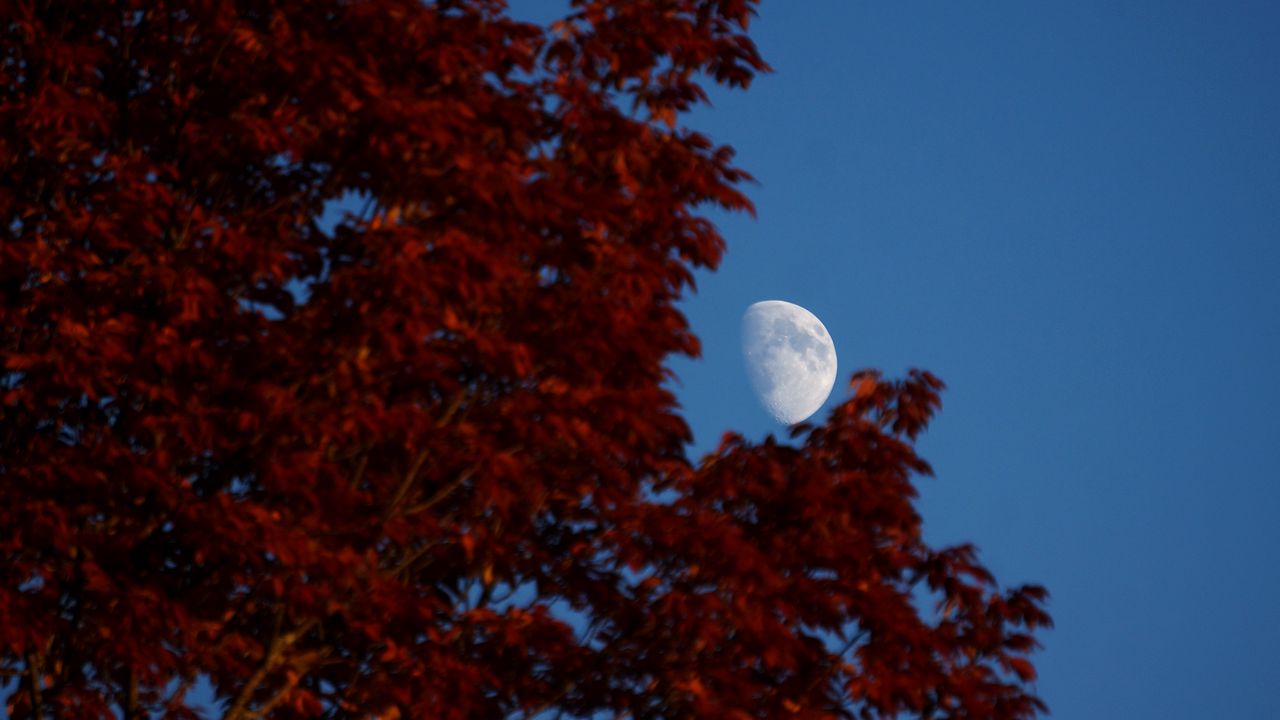 Wallpaper moon, leaves, tree, sky, nature