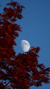 Preview wallpaper moon, leaves, tree, sky, nature