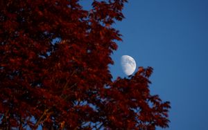 Preview wallpaper moon, leaves, tree, sky, nature
