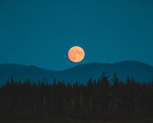 Preview wallpaper moon, mountains, trees, spruce, night