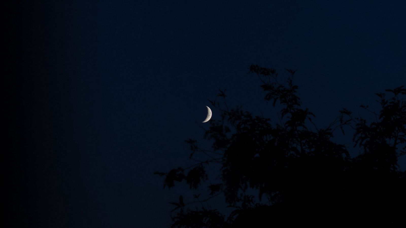 Download wallpaper 1600x900 moon, night, branches, slope widescreen 16: