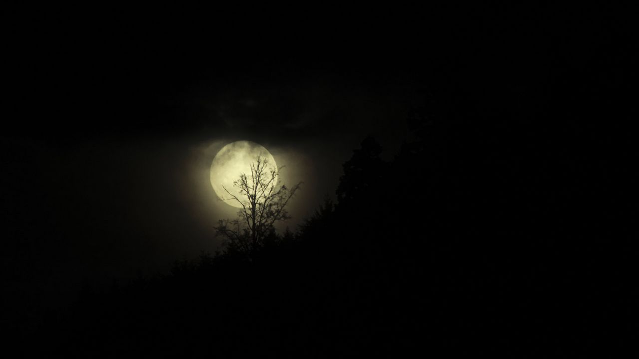 Wallpaper moon, night, branches, black