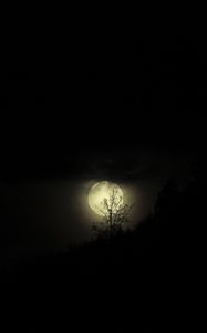 Preview wallpaper moon, night, branches, black