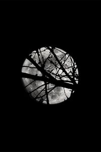 Preview wallpaper moon, night, branches, silhouettes, black