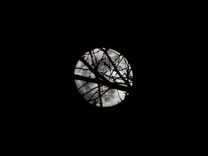 Preview wallpaper moon, night, branches, silhouettes, black