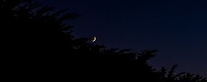 Preview wallpaper moon, night, branches, silhouettes, dark