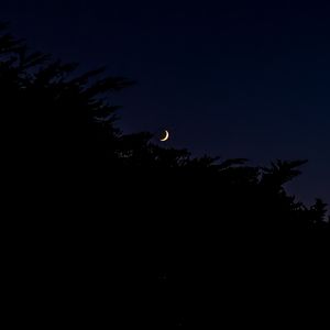 Preview wallpaper moon, night, branches, silhouettes, dark