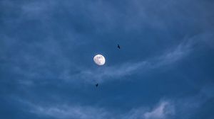 Preview wallpaper moon, night, clouds, birds