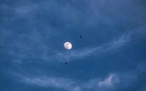 Preview wallpaper moon, night, clouds, birds