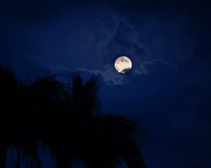 Preview wallpaper moon, night, palm