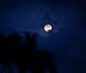 Preview wallpaper moon, night, palm