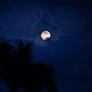 Preview wallpaper moon, night, palm