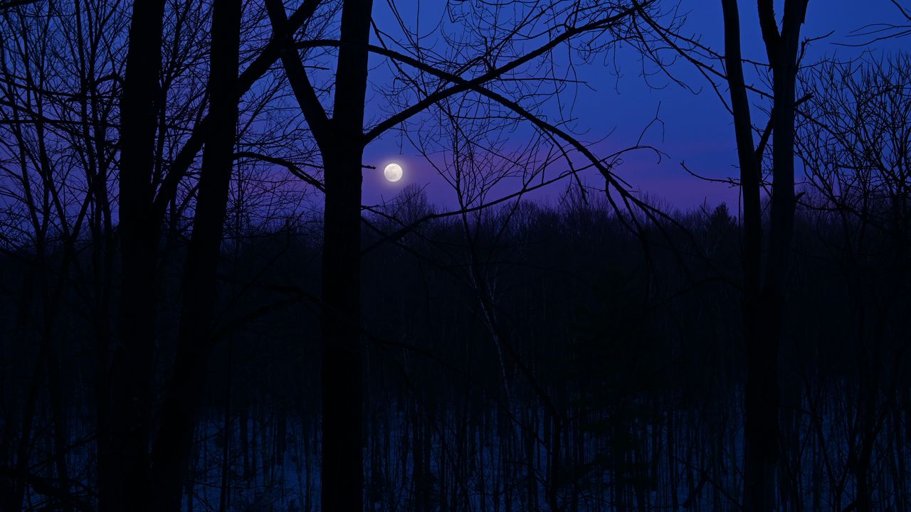 Wallpaper moon, night, silhouettes, trees, branches, purple