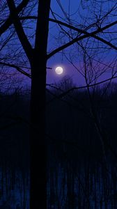 Preview wallpaper moon, night, silhouettes, trees, branches, purple