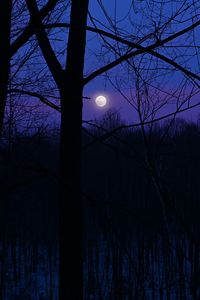 Preview wallpaper moon, night, silhouettes, trees, branches, purple