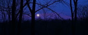 Preview wallpaper moon, night, silhouettes, trees, branches, purple