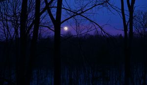 Preview wallpaper moon, night, silhouettes, trees, branches, purple