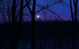 Preview wallpaper moon, night, silhouettes, trees, branches, purple