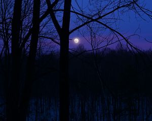 Preview wallpaper moon, night, silhouettes, trees, branches, purple