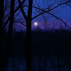 Preview wallpaper moon, night, silhouettes, trees, branches, purple