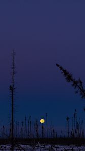 Preview wallpaper moon, night, sky, trees, dark