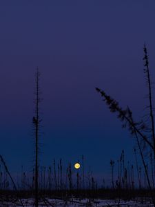 Preview wallpaper moon, night, sky, trees, dark