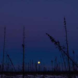 Preview wallpaper moon, night, sky, trees, dark