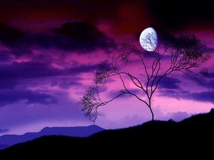 Preview wallpaper moon, night, sky, lilac, tree, bush, branches, outlines