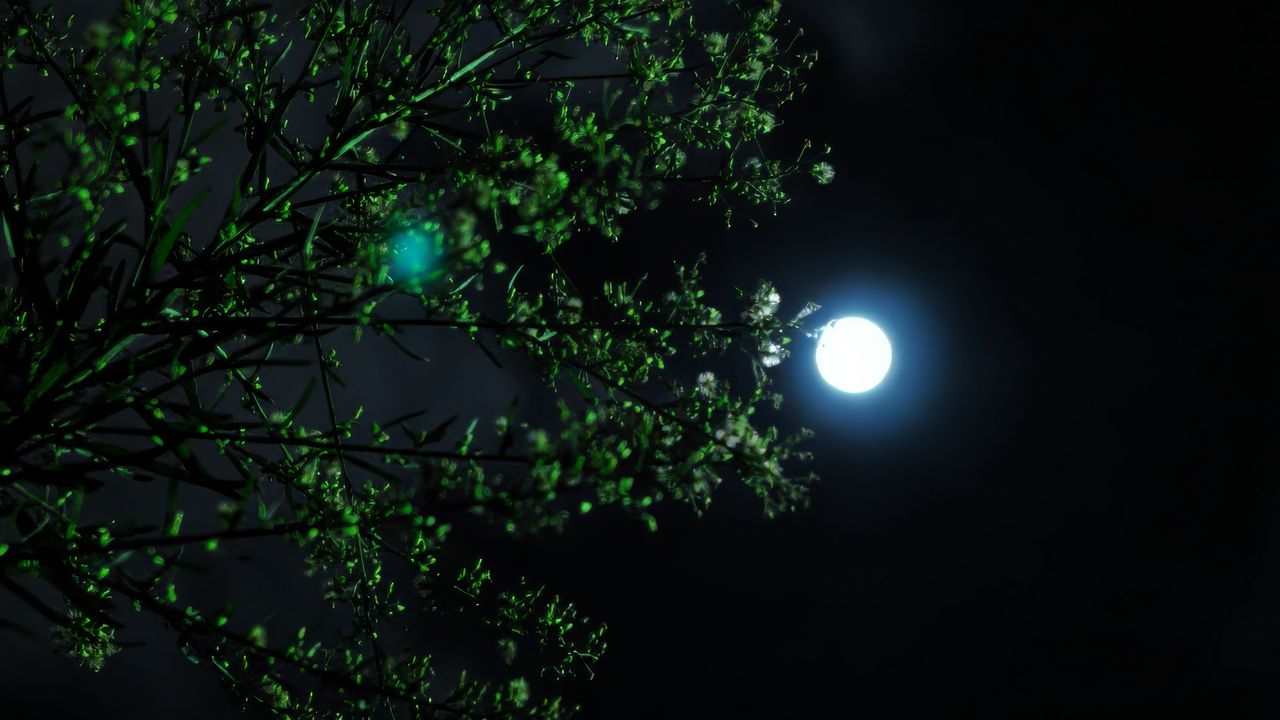 Wallpaper moon, night, tree, branch
