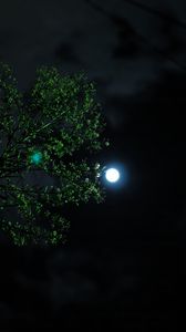 Preview wallpaper moon, night, tree, branch