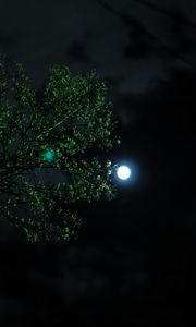 Preview wallpaper moon, night, tree, branch