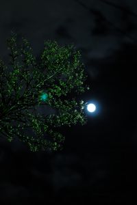 Preview wallpaper moon, night, tree, branch