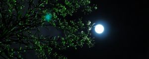 Preview wallpaper moon, night, tree, branch