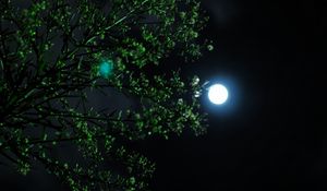 Preview wallpaper moon, night, tree, branch